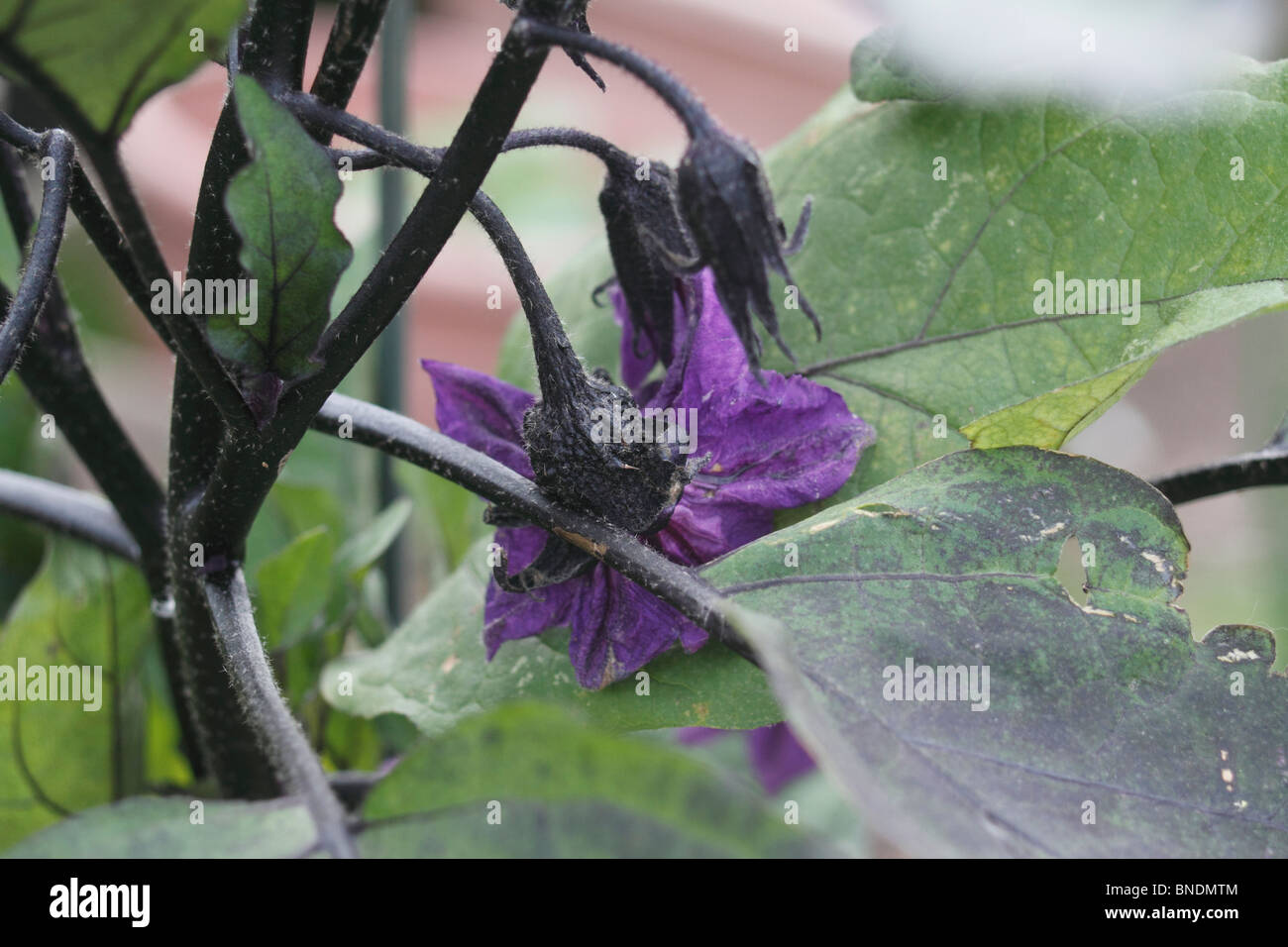 Aubergine, Solanum Melongena, Aubergine, Blume, Blätter Stockfoto