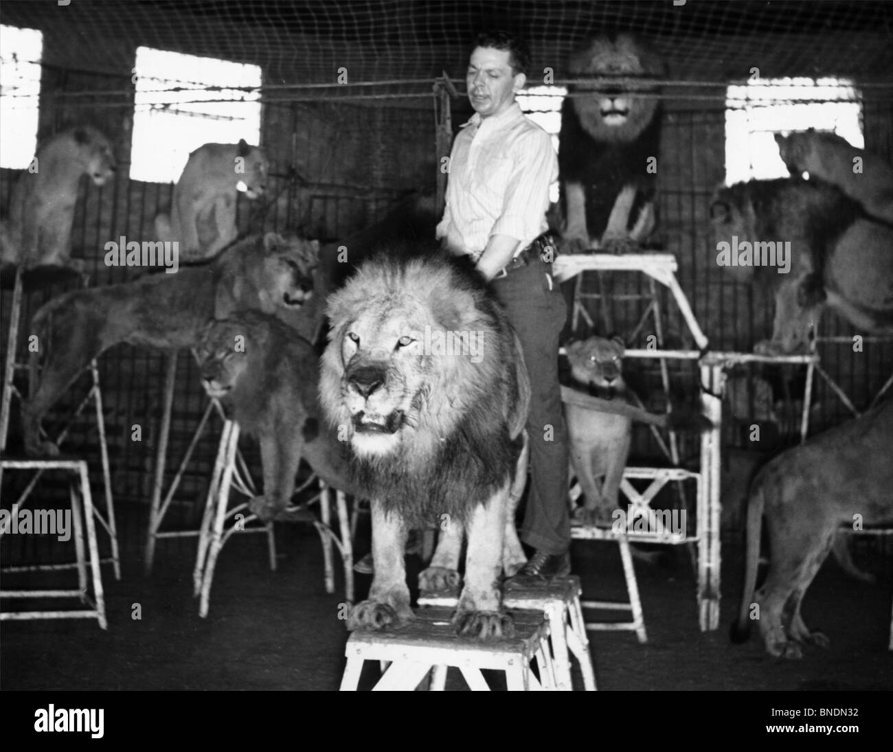 Tiertrainer und Löwen in einem Zirkus durchführen Stockfoto