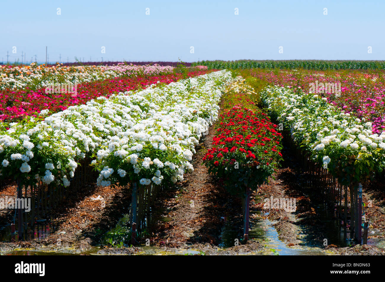 Rosenfarm in der Nähe von Wasco, Kalifornien USA Stockfoto