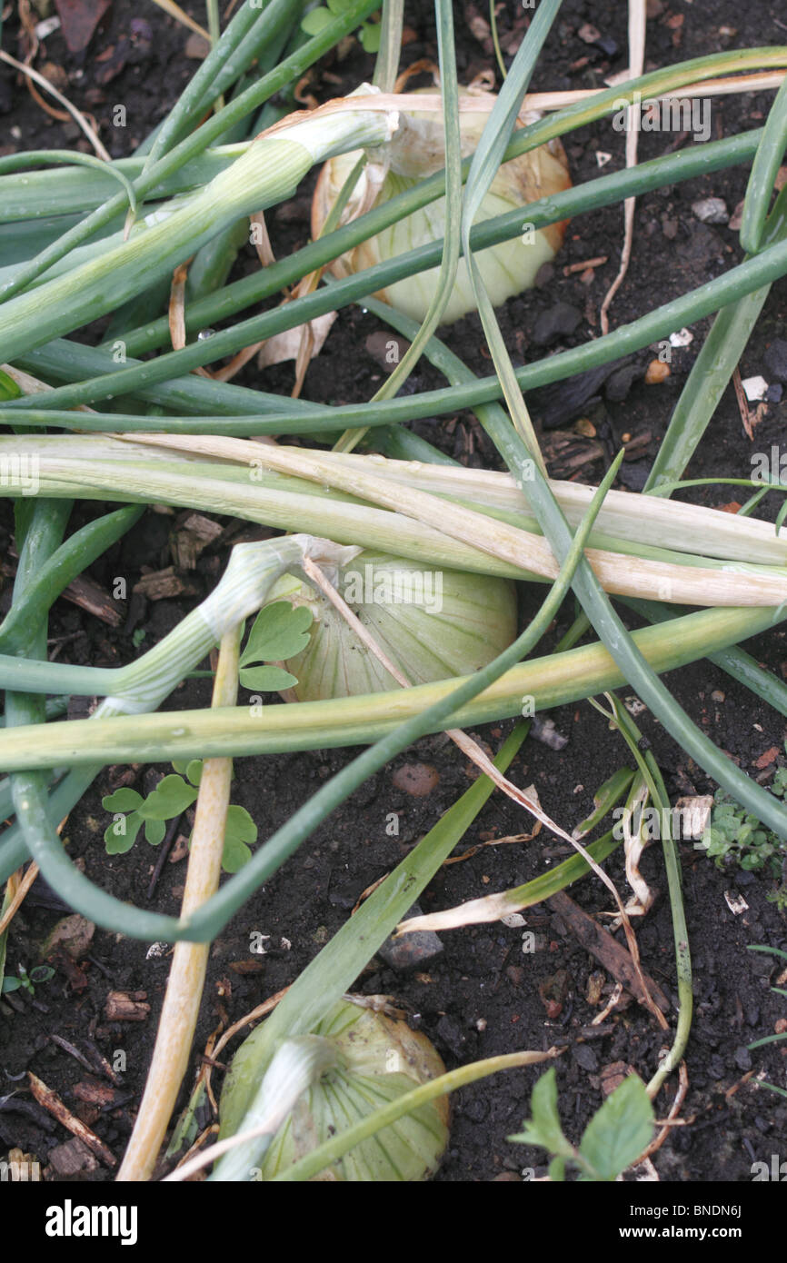 Weiße Zwiebeln, sind Sorten von der Zwiebel Allium Cepa. Stockfoto