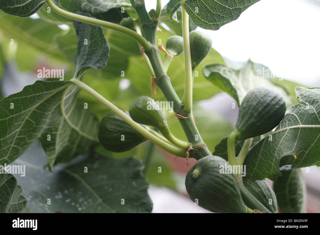 Braun Türkei Feigen, Ficus Carica, Staude, Baum, Obst, Unreife. Gewächshausansaat in einem Gewächshaus Stockfoto