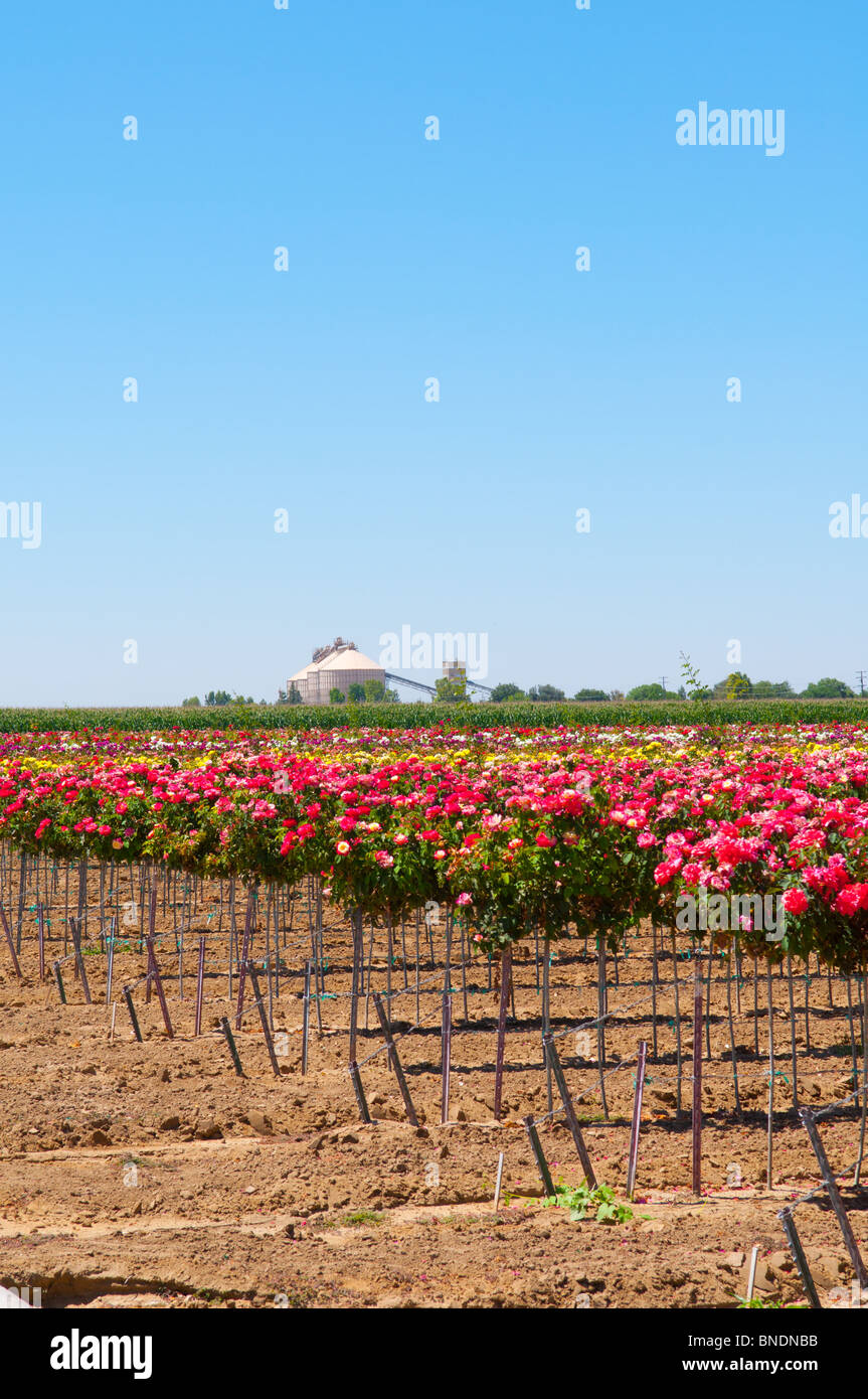Baum Rosen wachsen auf einer rose Farm in der Nähe von Wasco, Kalifornien  USA Stockfotografie - Alamy