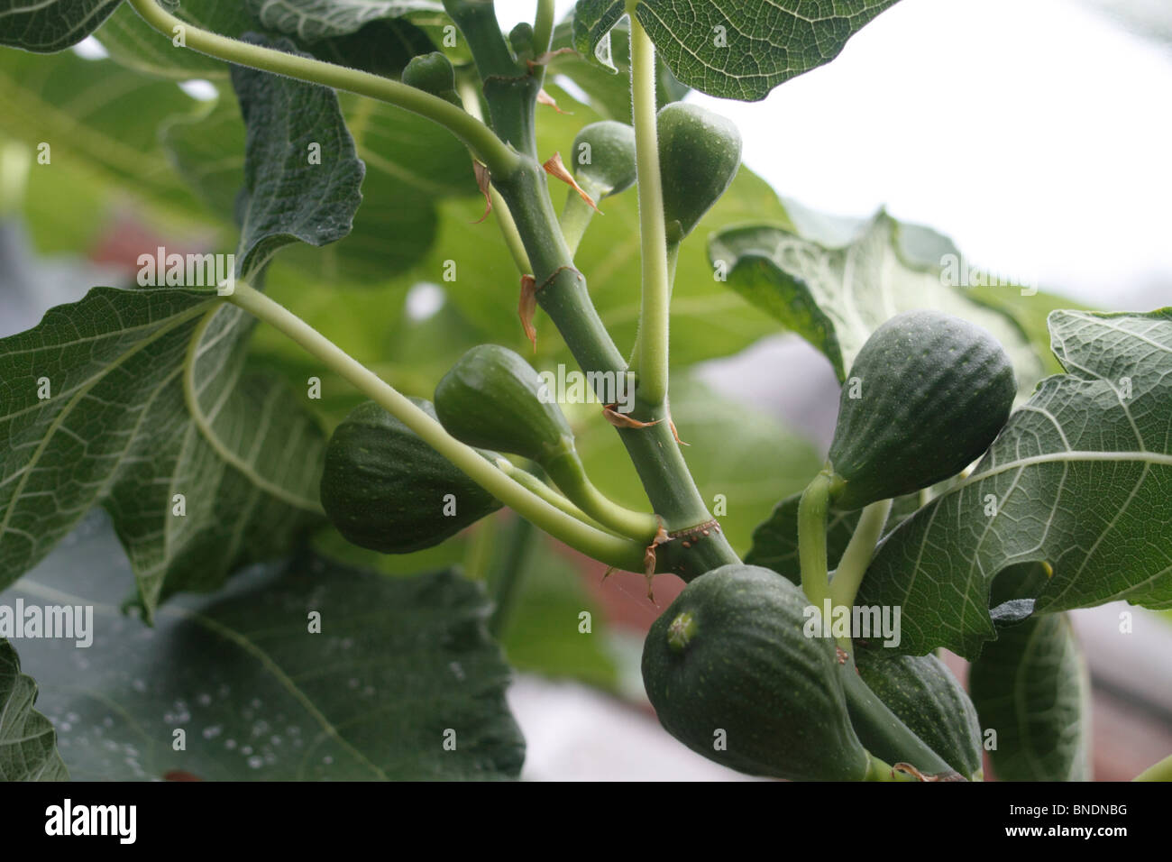 Braun Türkei Feigen, Ficus Carica, Staude, Baum, Obst, Unreife. Gewächshausansaat in einem Gewächshaus Stockfoto