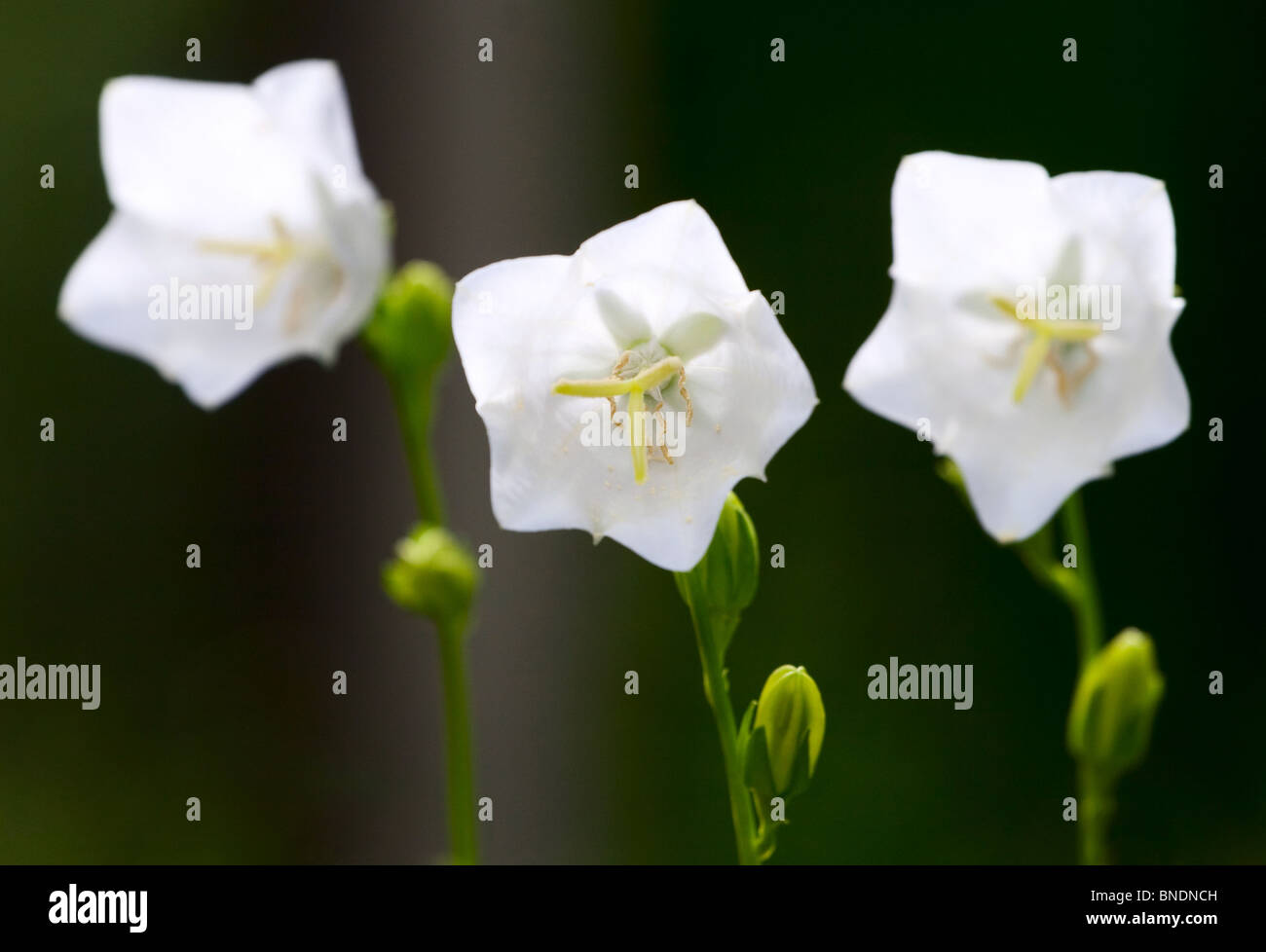 Weißen Glockenblumen Stockfoto