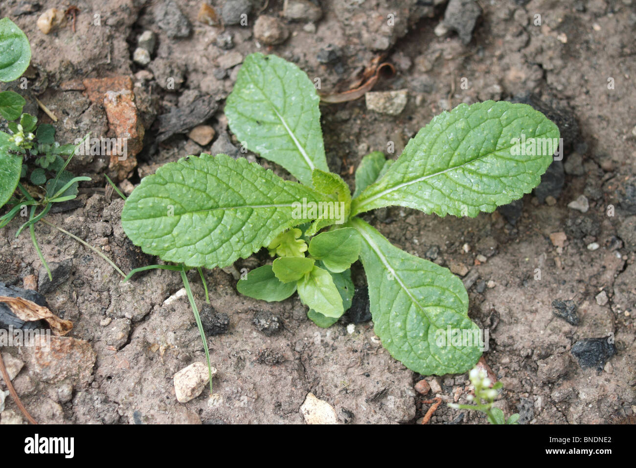 Grün Alkanet, Pentaglottis Sempervirens, auch bekannt als immergrüne Bugloss, aus der Familie der Boraginaceae. Mehrjährige Pflanze, Mitglied der th Stockfoto