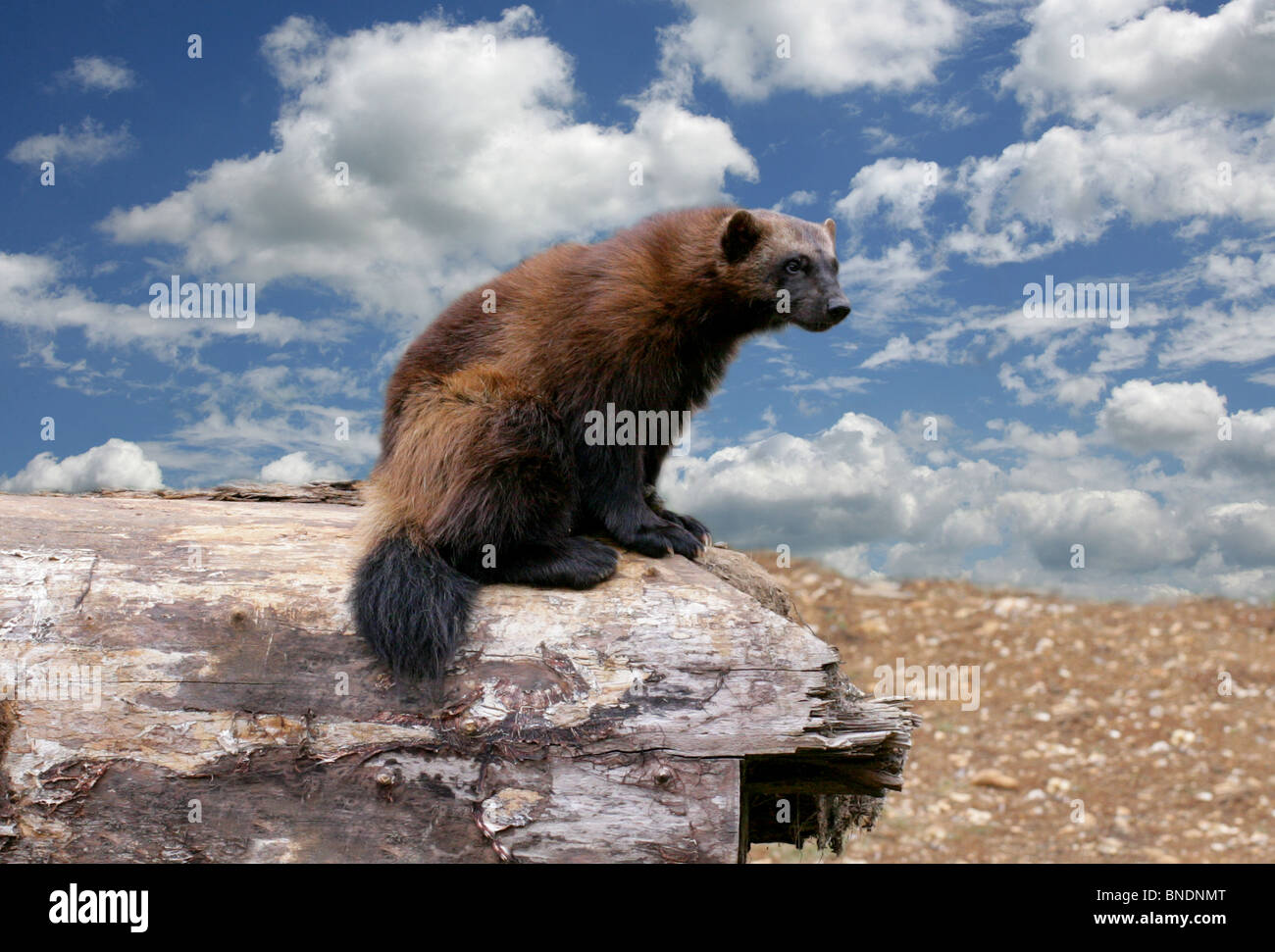 Wolverine, Gulo Gulo, Musteliden. Subarktische Nordhemisphäre Stockfoto