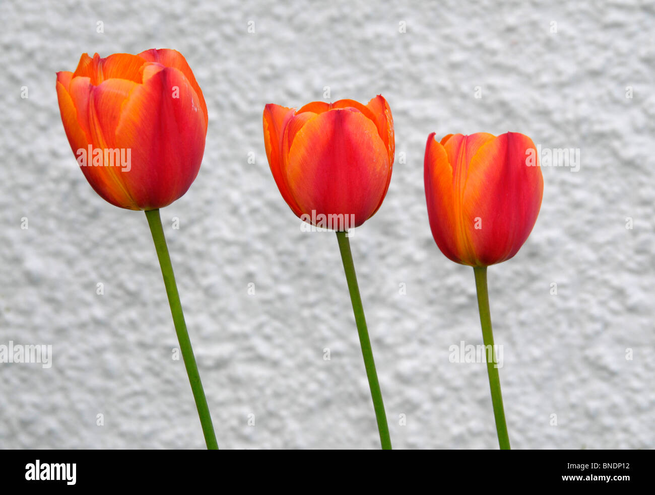 drei rote Tulpen gegen eine weiße Wand. Stockfoto