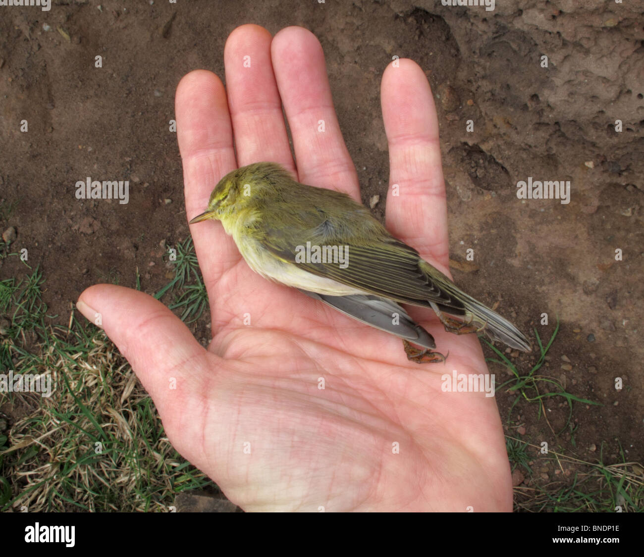 Einen toten kleinen Wildvogel - gelbe Hammer - ist in einer Hand gewiegt. Stockfoto