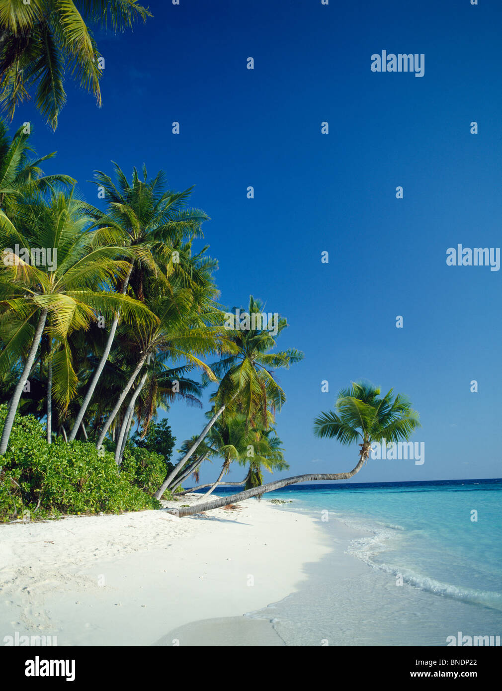Palmen am Strand, Kuda Bandos, Malediven Stockfoto