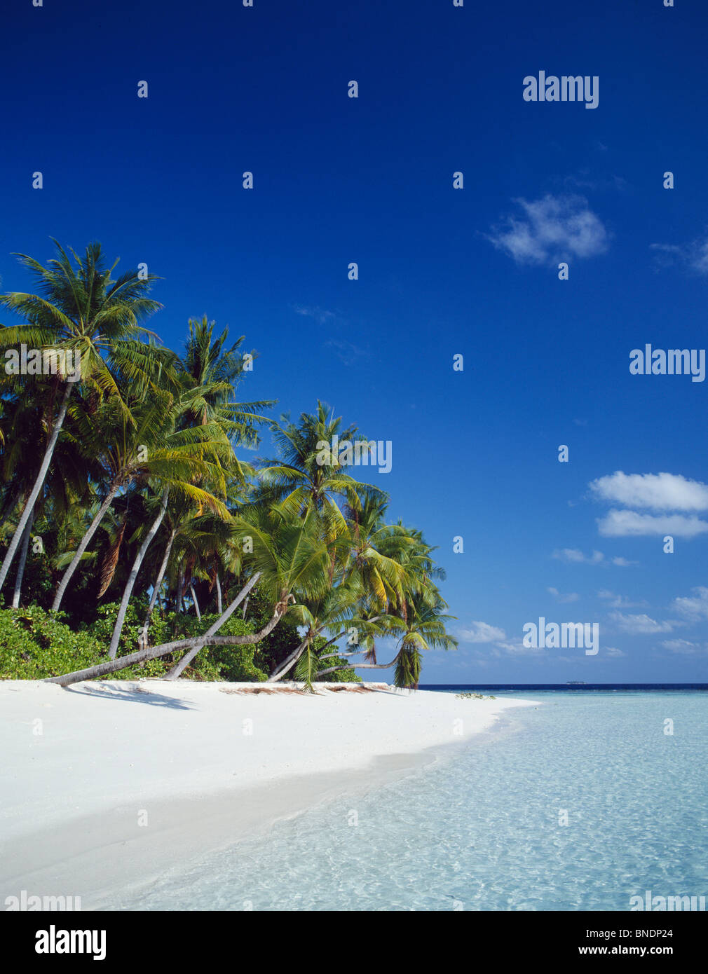 Palmen am Strand, Kuda Bandos, Malediven Stockfoto