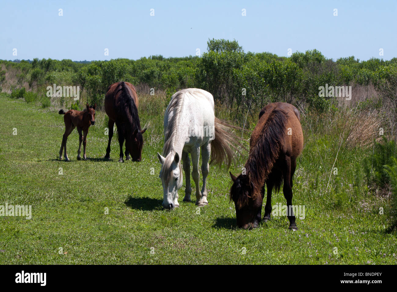 Wilde Pferde und ein Neugeborenes Fohlen Fohlen auf einer Florida-Prärie. Stockfoto