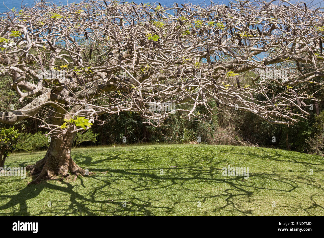 Ausgestreckten Großbaum mit vielen dünnen Zweigen mit blauen Himmel und Bue Meer, Trinidad und Tobago, Karibik Stockfoto