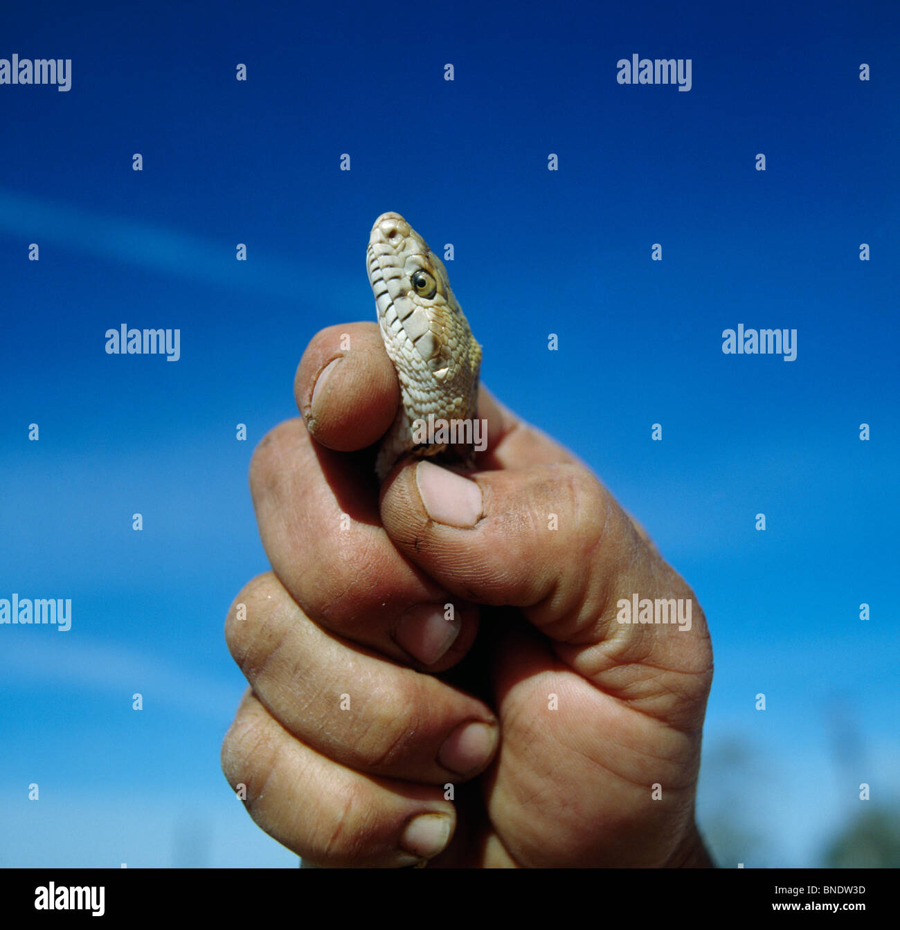 Bull Snake, Salz flach, Texas, USA Stockfoto