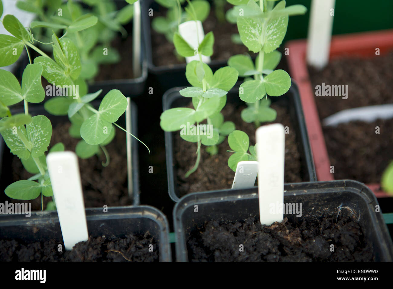 Junge Erbsenpflanzen Stockfoto