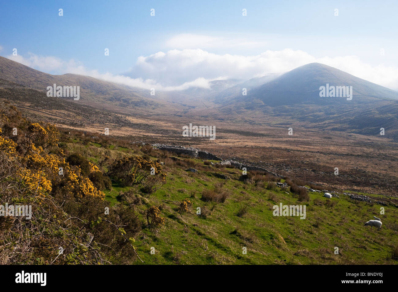 Connor Pass Dingle Halbinsel County Grafschaft Kerry im Frühlingssonnenschein Republik von Irland Irland Europa Stockfoto