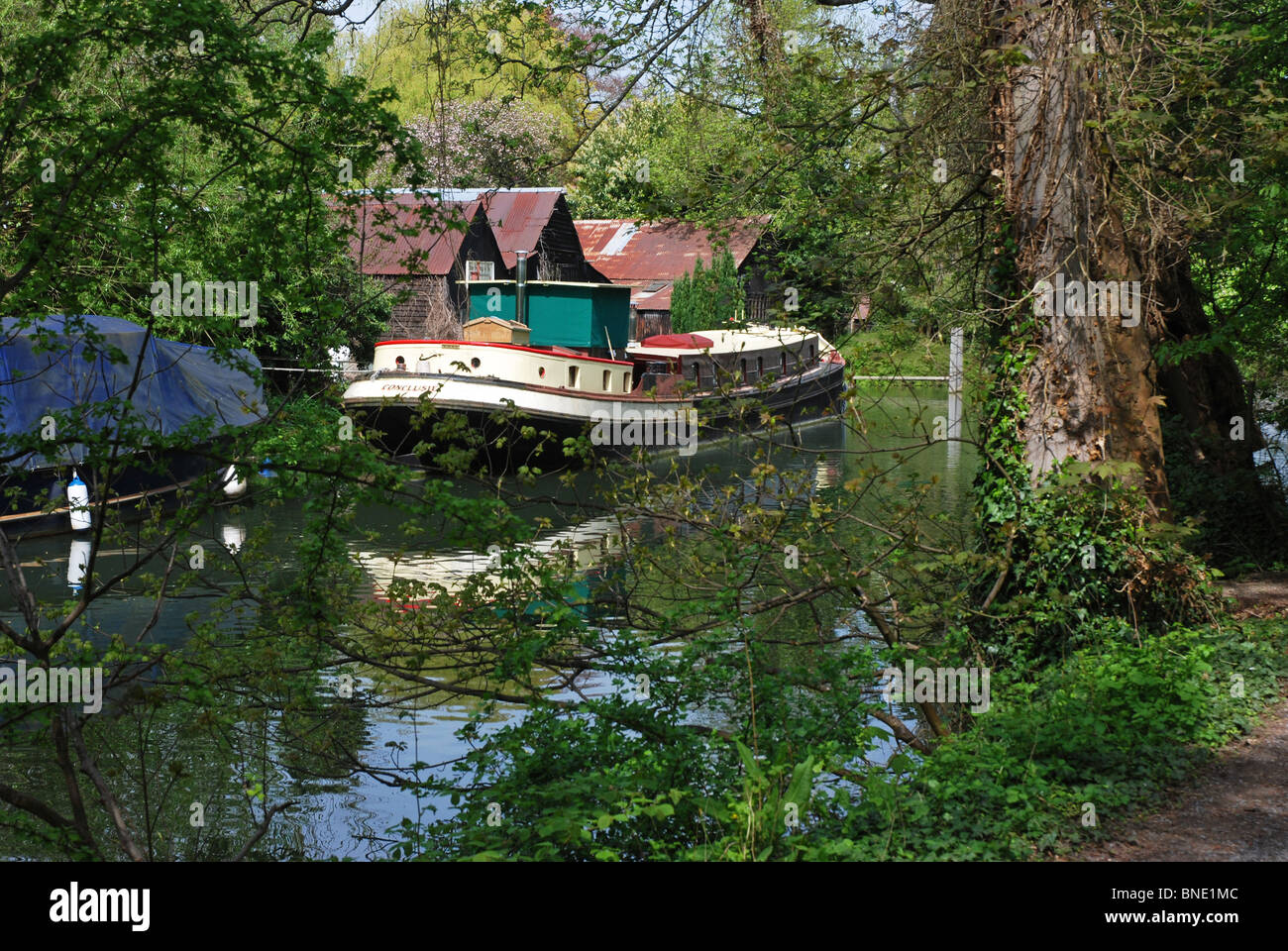 Boot an Liegeplätzen Ray Mill Insel River Thames Maidenhead England durch Bäume gesehen Stockfoto