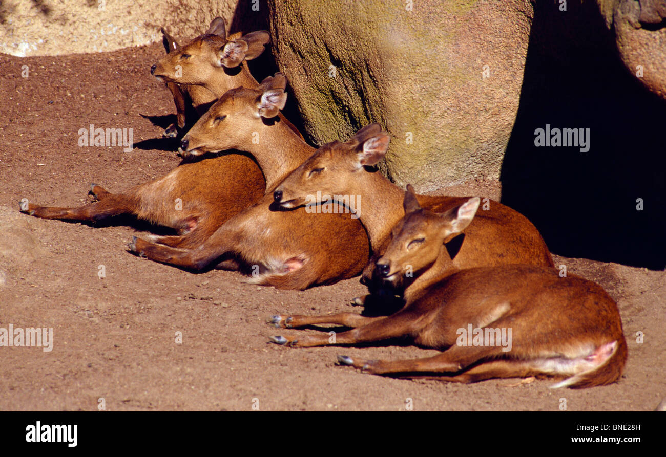 USA, Kalifornien, San Diego, San Diego Zoo, Calamian Rotwild Stockfoto