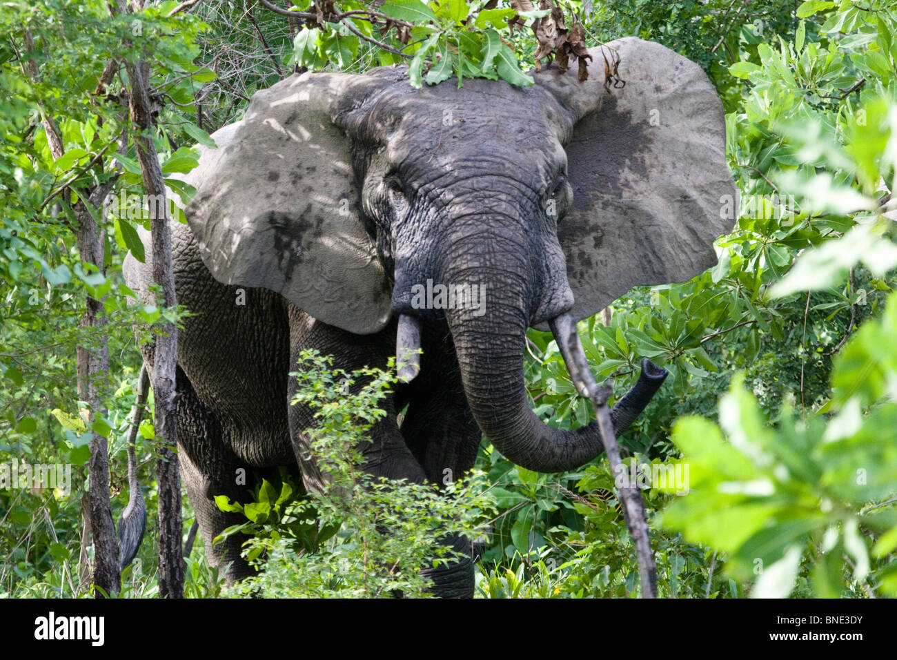 Savannah Elefant, Loxodonta Africana in Mole National Park, Ghana. Stockfoto