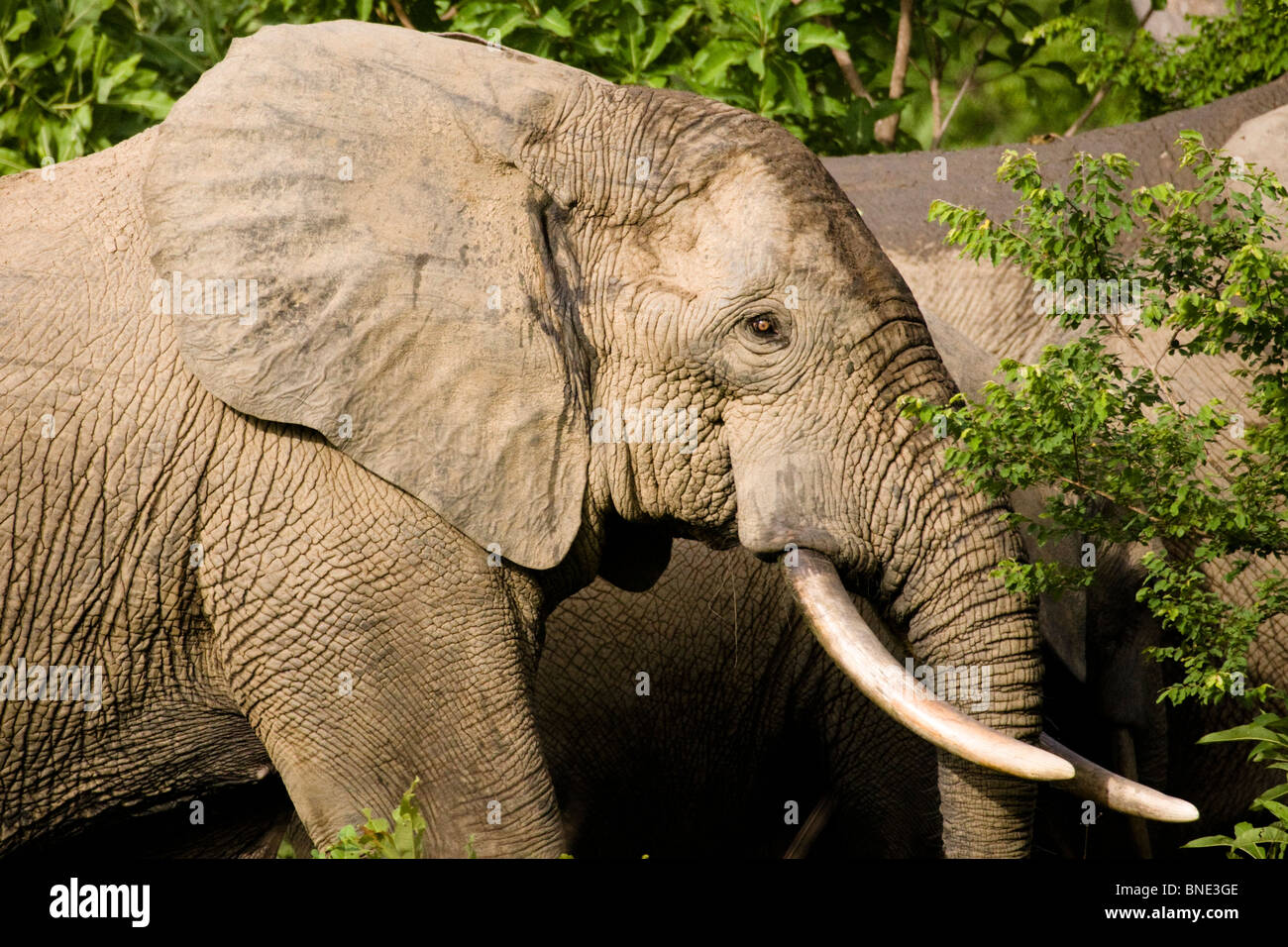 Savannah Elefant, Loxodonta Africana in Mole National Park, Ghana. Stockfoto