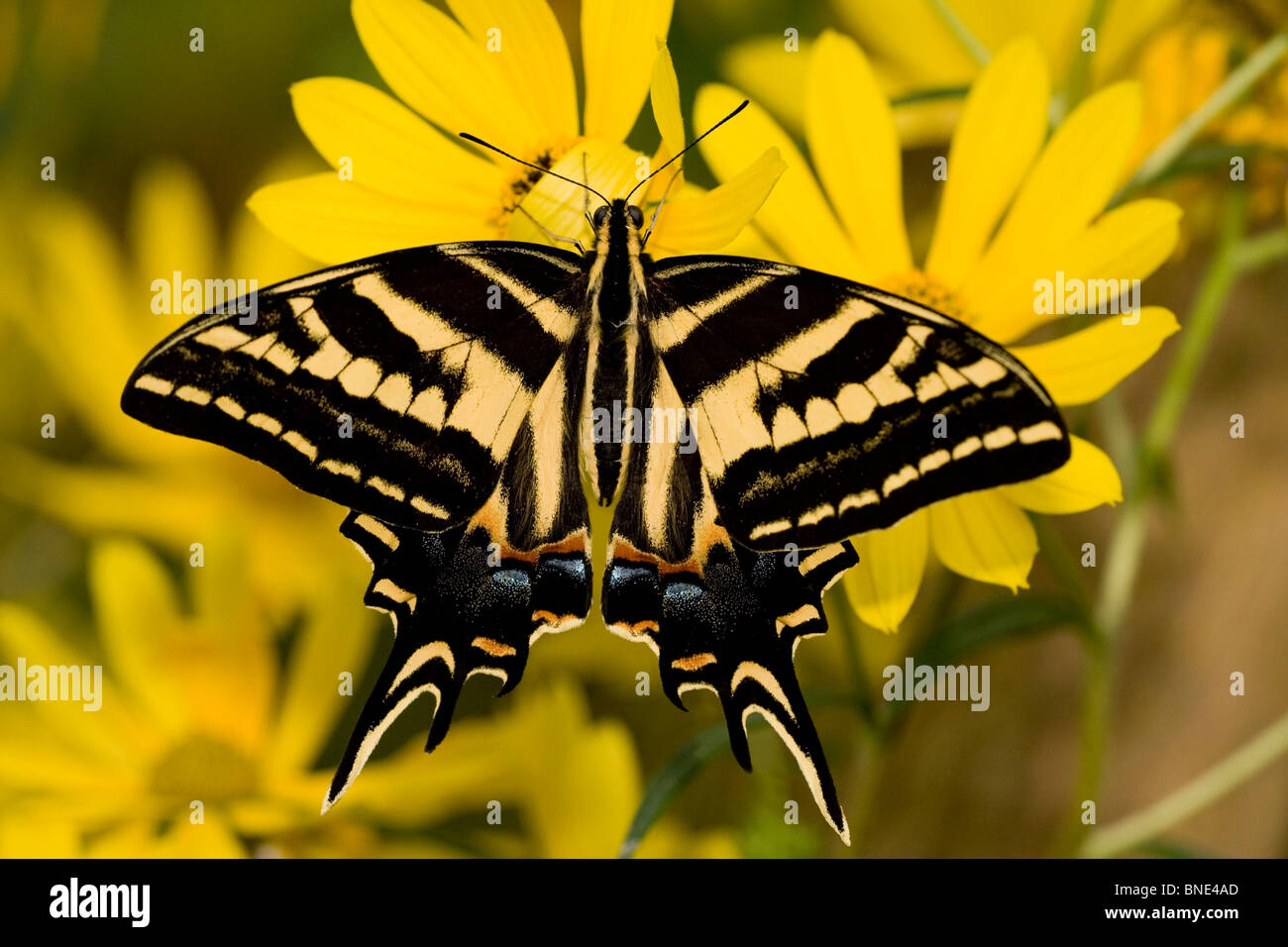 drei-tailed-tiger-schwalbenschwanz-schmetterling-papilio-dargestellt