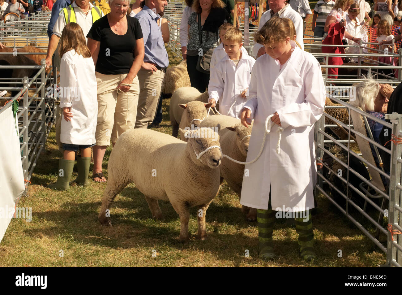 Findon Schafe Messe, West Sussex, England Stockfoto