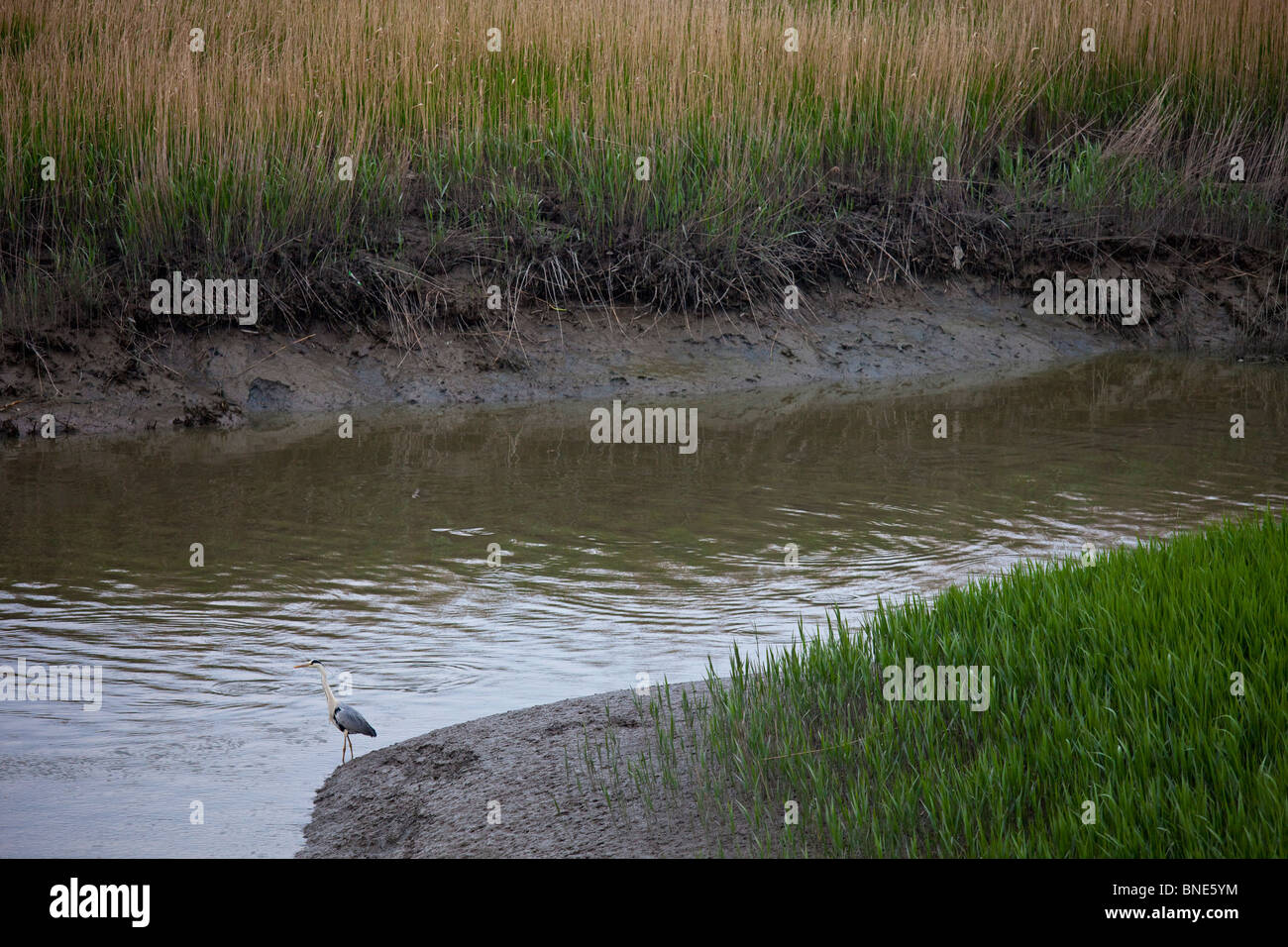 Suncheon Bay Feuchtgebiete bewahren, in die Provinz Jeollanam-Do, Südkorea Stockfoto