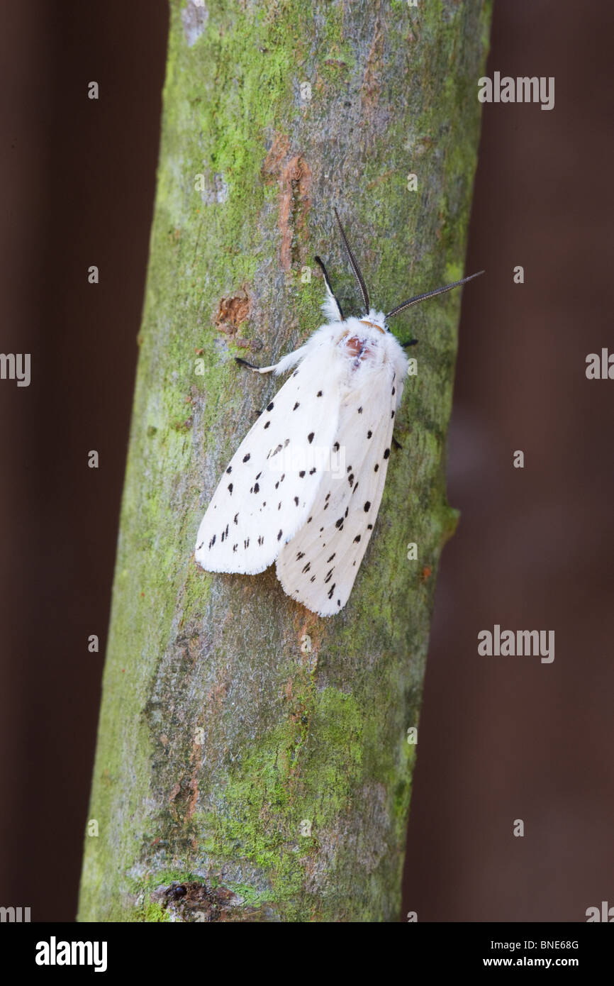 Weiße Hermelin Spilosoma Lubricipeda Erwachsene Motte männlich ruht auf einem Ast Stockfoto