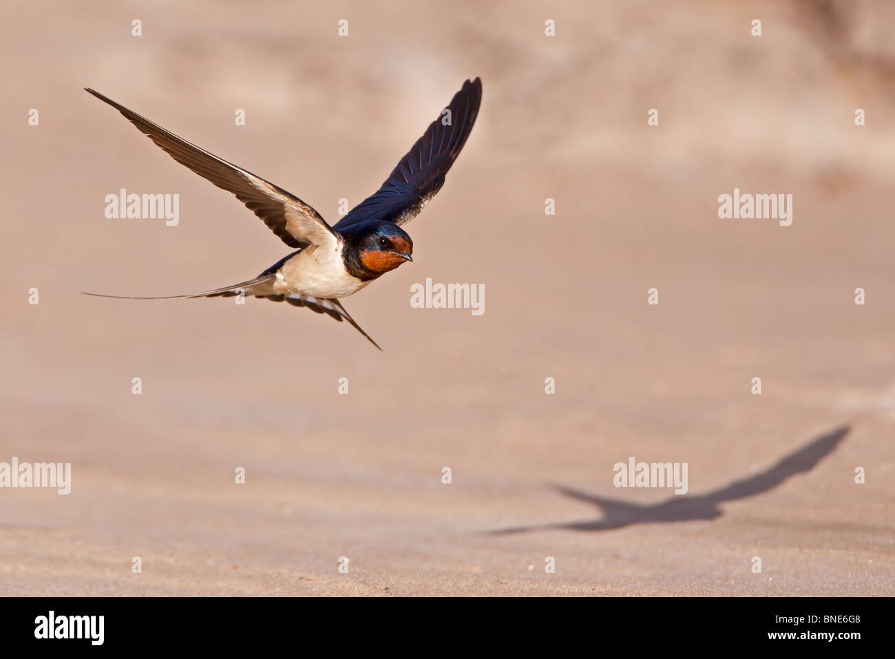 Tiefflug über einen Sandstrand mit einem Schatten zu schlucken. Stockfoto