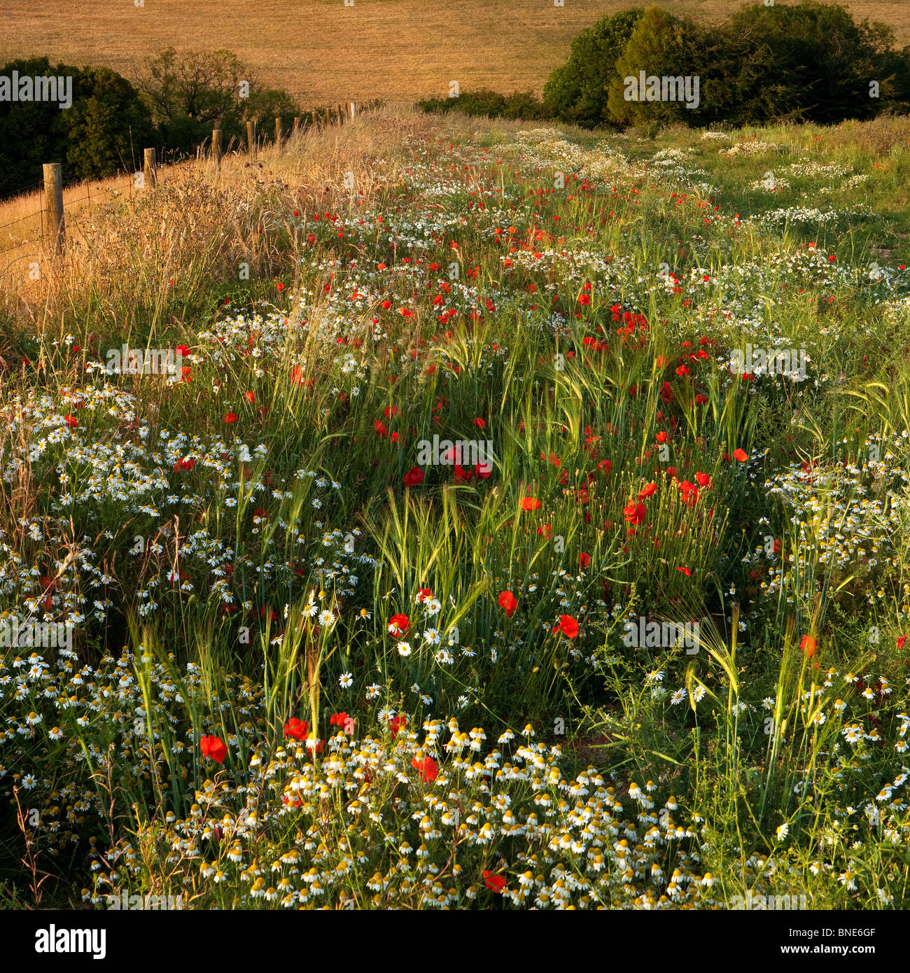 Sortierte Sommerblumen auf den Cranborne Chase, Dorset, Großbritannien Stockfoto