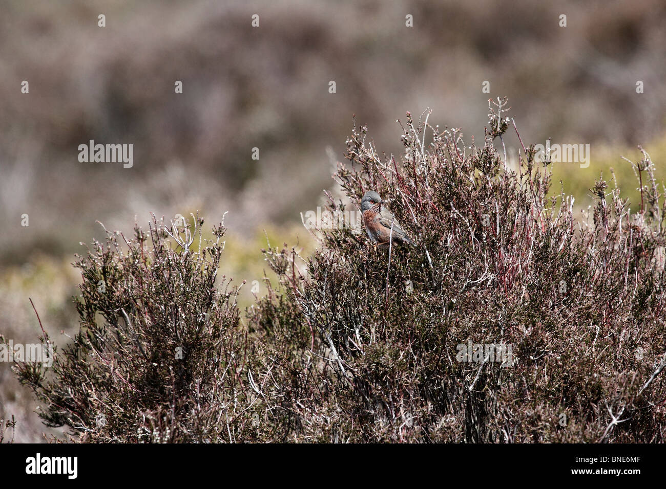 Dartford Warbler, (Sylvia Undata), RSPB Reserve, Suffolk, Mai 2010 Stockfoto
