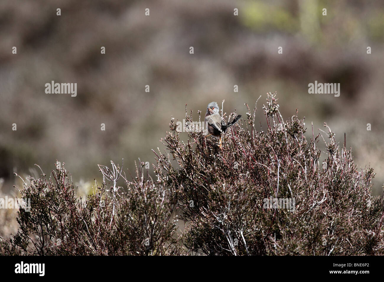 Dartford Warbler, (Sylvia Undata), RSPB Reserve, Suffolk, Mai 2010 Stockfoto