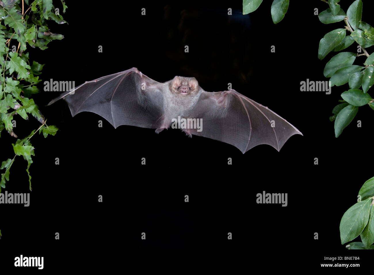 Vampirfledermaus Mit Behaarten Beinen Fotos Und Bildmaterial In Hoher vampirfledermaus-mit-behaarten-beinen-fotos-und-bildmaterial-in-hoher