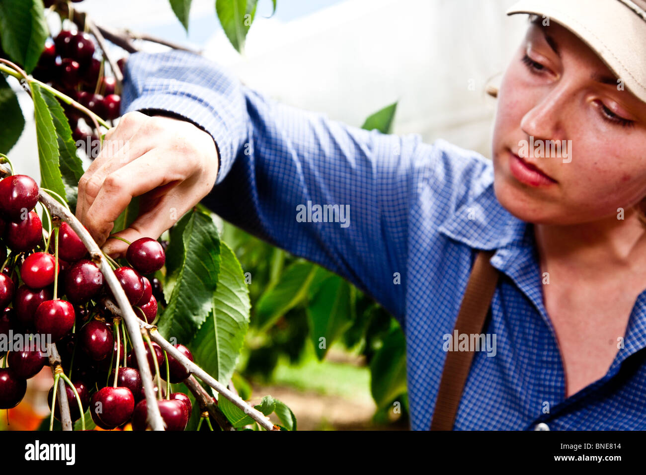 Kirschen pflücken in Kent Stockfoto