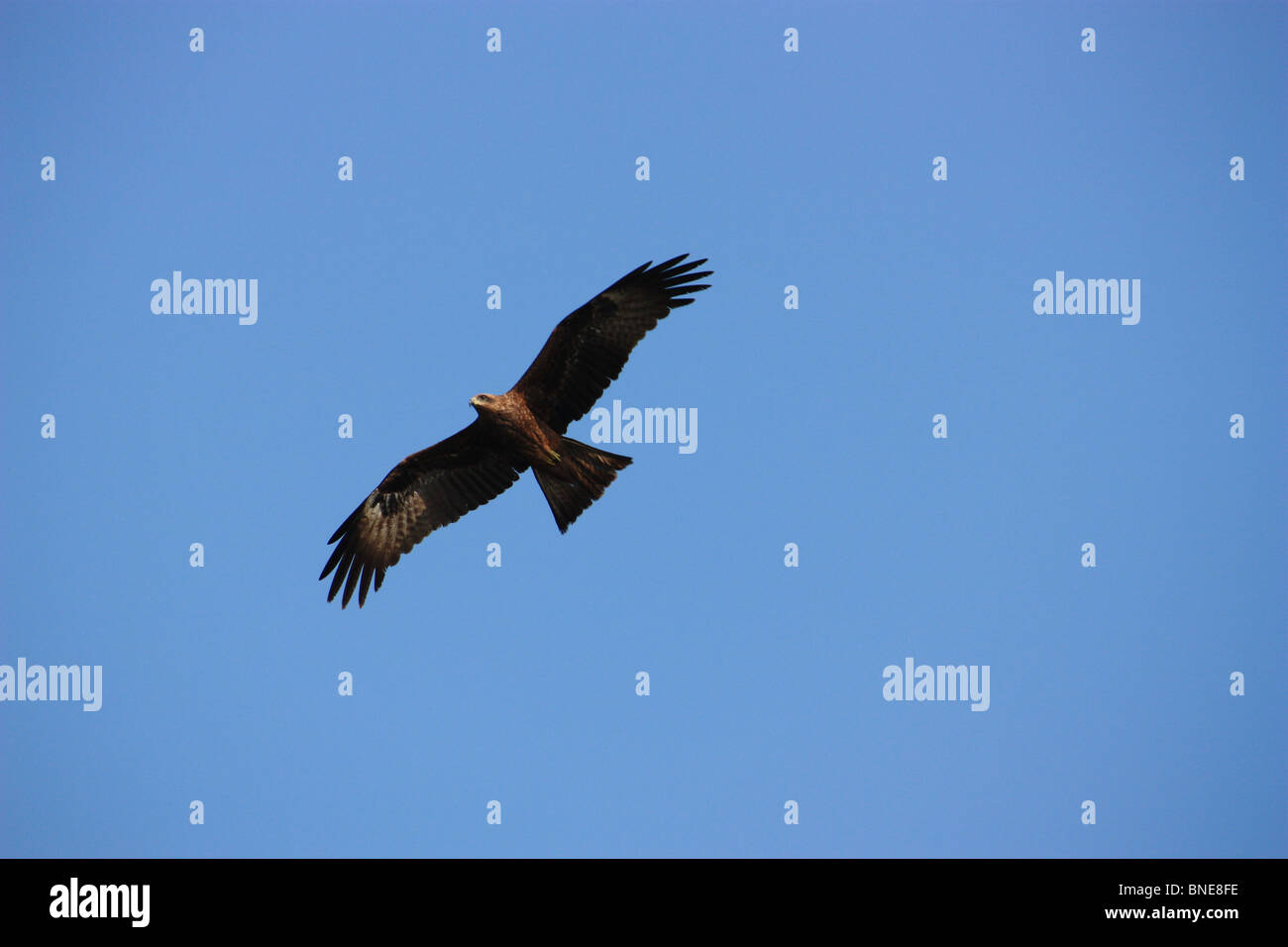 Höhenflug.  Das Bild zeigt einen Adler fliegen hoch. Stockfoto