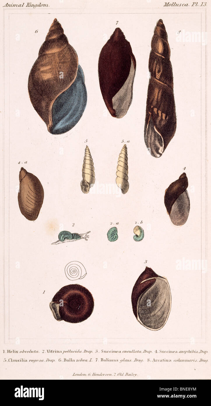 Mollusken - Pl.13, 19. Jahrhundert, London, Drucke, Farbe Lithographie, Privatsammlung Stockfoto
