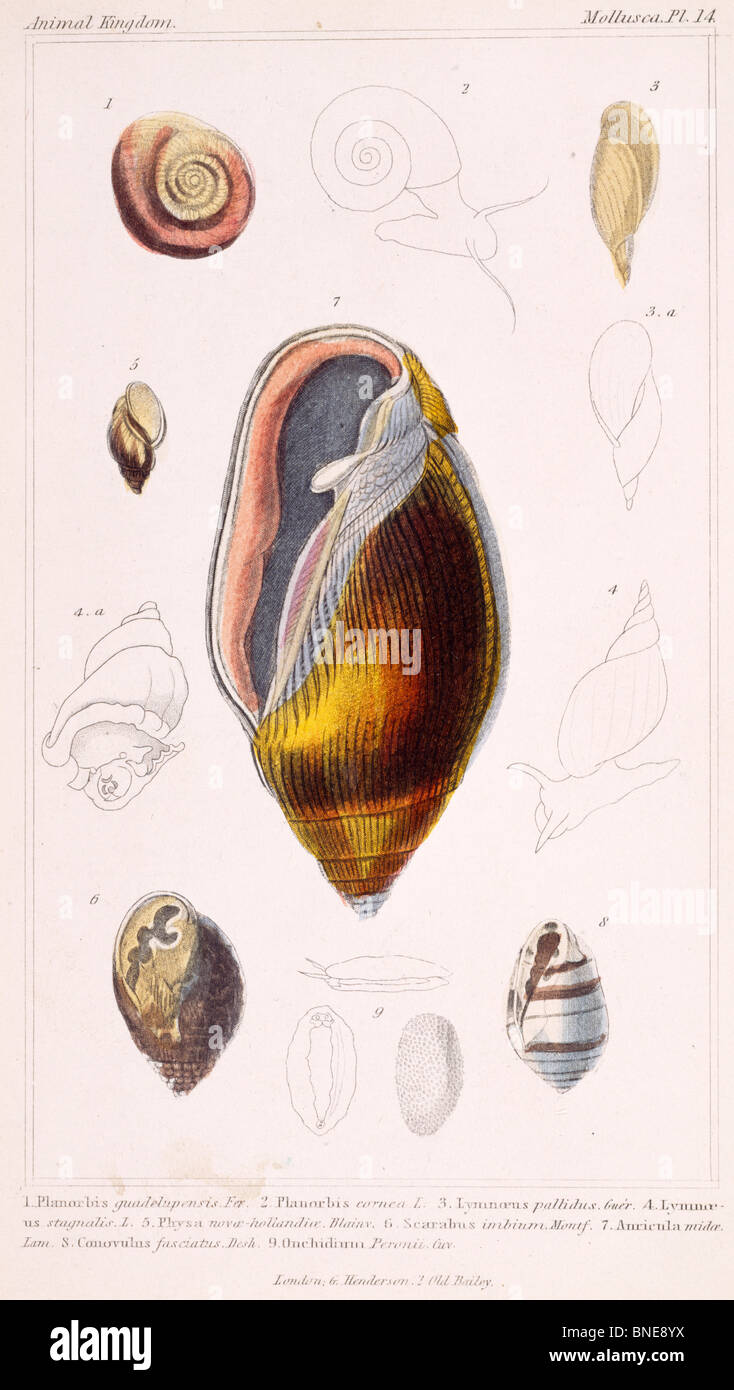 Mollusken - Pl.14, 19. Jahrhundert, London, Drucke, Farbe Lithographie, Privatsammlung Stockfoto
