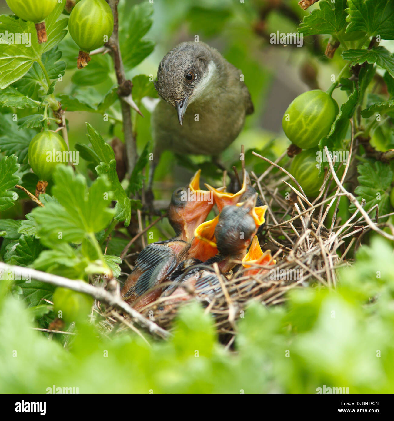Das Nest der Lesser Whitethroat (Sylvia Curruca) in Stachelbeere Busch. Stockfoto