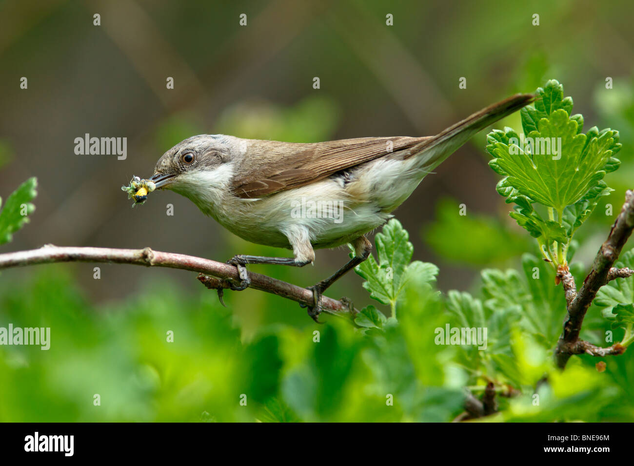 Lesser Whitethroat (Sylvia Curruca) in der Natur. Stockfoto