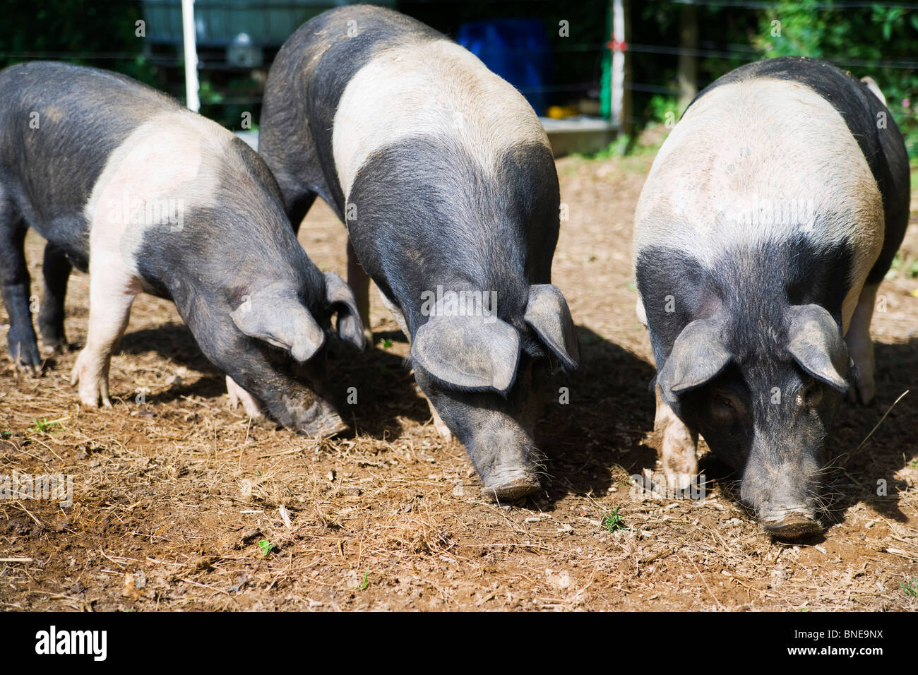 drei schwarze und weiße Wessex Saddleback Schweine stehen in einer Linie Fütterung aus dem Boden Stockfoto