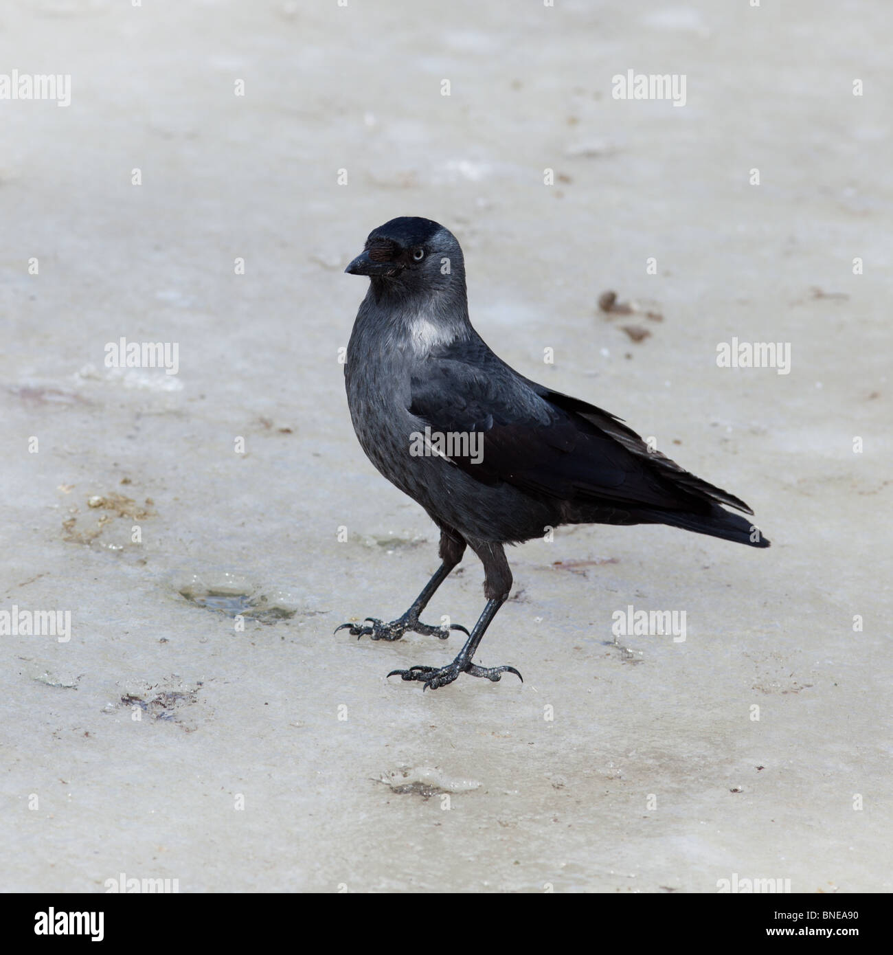 Die Dohle oder Daw (Familie Krähe, Corvus Monedula) in der Natur. Stockfoto