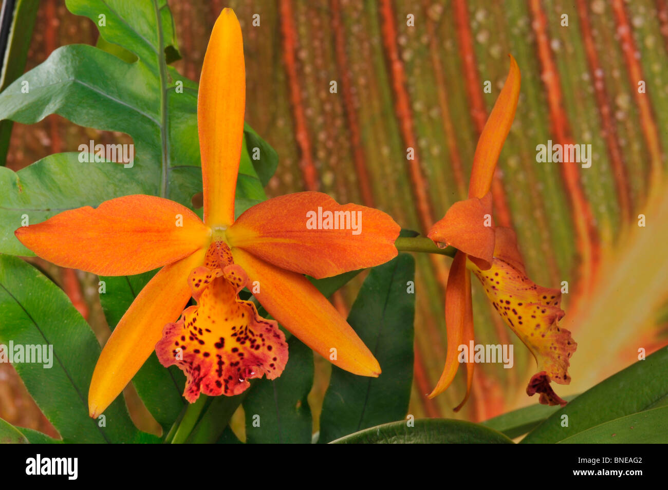 Nahaufnahme von hybriden Copper Queen Blc. Orchideen Blumen Stockfoto