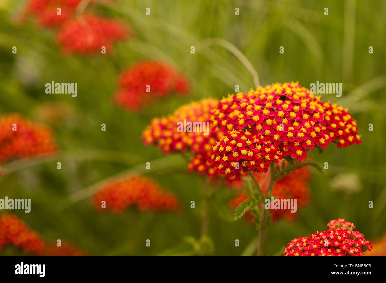 Achillea 'Atelier' in Blüte Stockfoto