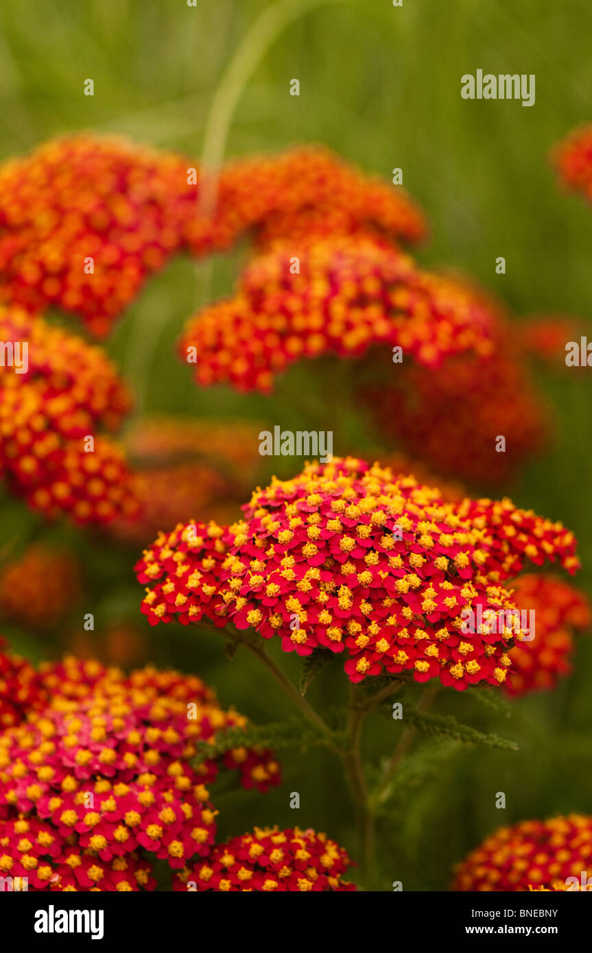 Achillea 'Atelier' in Blüte Stockfoto