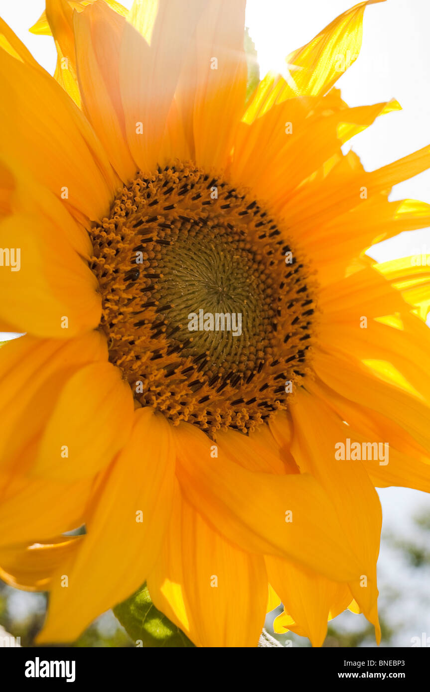 Gelbe Sonnenblumen gegen die Sonne Stockfoto
