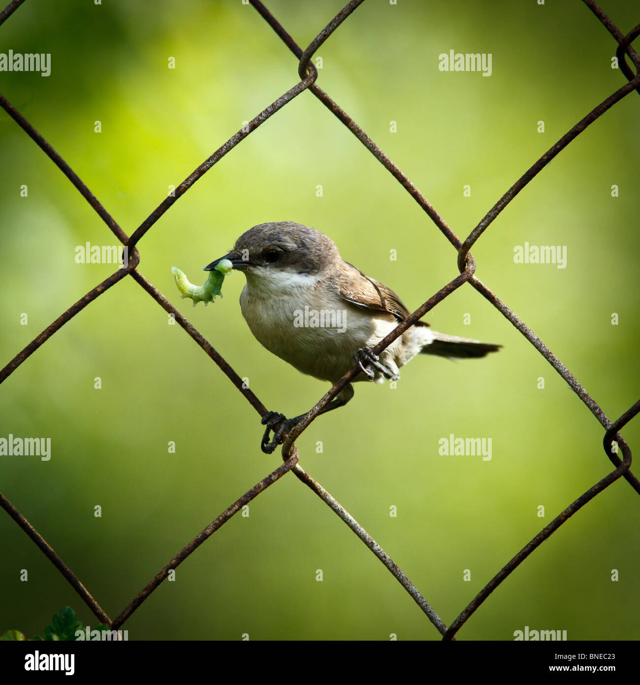 Lesser Whitethroat (Sylvia Curruca) in der Natur. Stockfoto