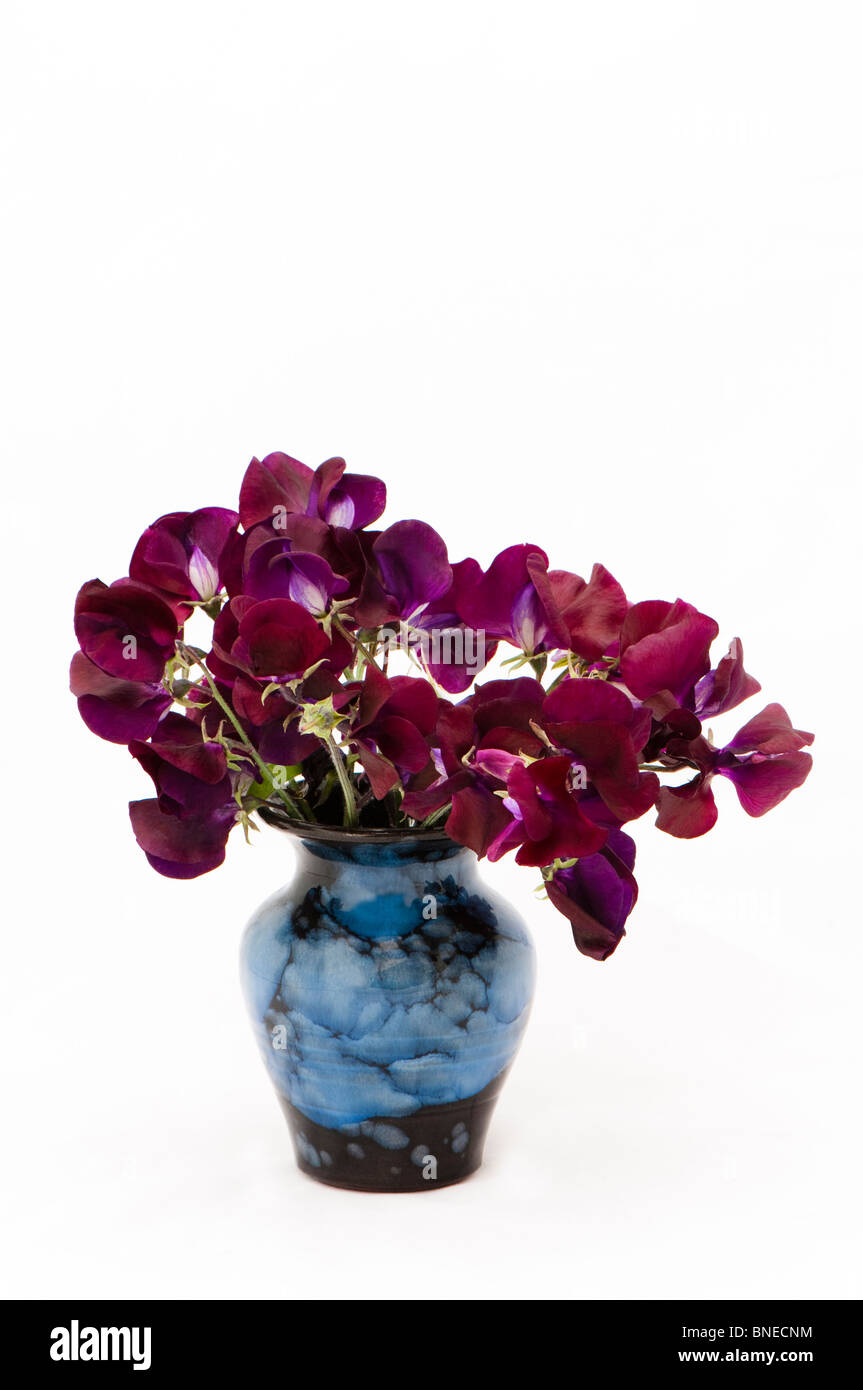 Sweet Pea "Beajolas" in blauer Keramik vase Stockfoto