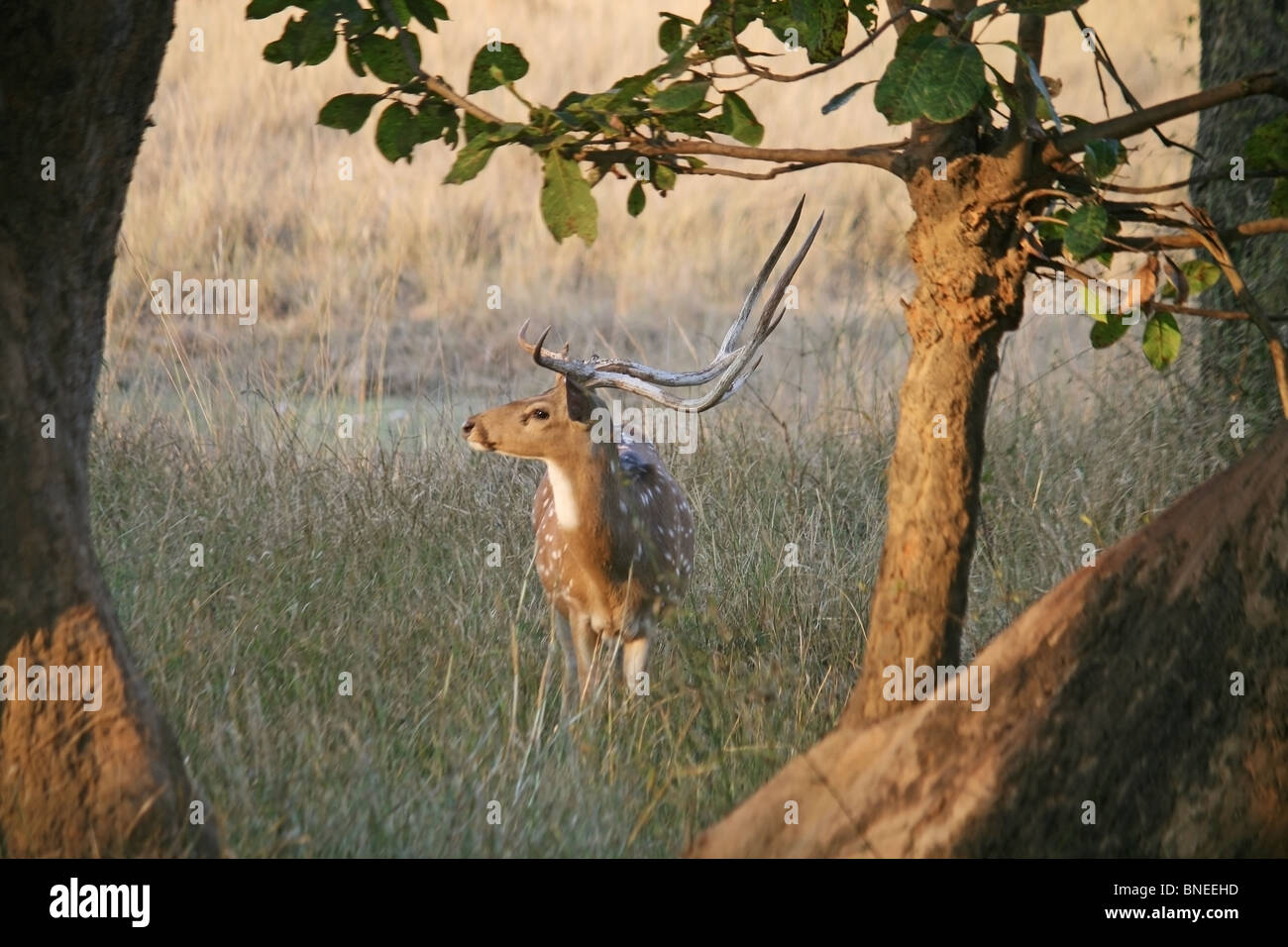Ein männlicher entdeckt Reh Hirsch Porträtaufnahme. Foto von Bandhavgarh National Park, Indien Stockfoto