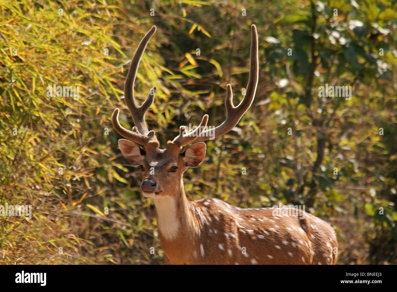 Ein männlicher entdeckt Reh Hirsch Porträtaufnahme. Foto von Bandhavgarh National Park, Indien Stockfoto