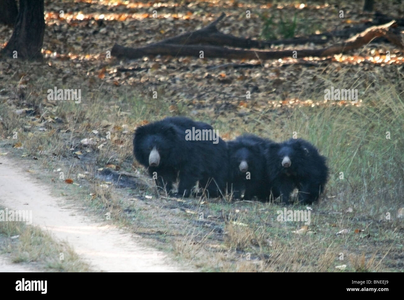 Eine Familie von drei Lippenbären gesichtet in Bandhavgarh National Park, Indien Stockfoto