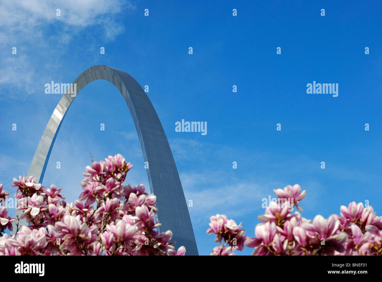 St. Louis Gateway Arch mit blühenden Magnolie im Vordergrund und blauer Himmel. Stockfoto